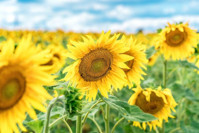 Edible flowers, Sunflower, Helianthus annuus, Common Sunflower, Comb Flower, Golden Flower of Peru, St Bartholomew's Star